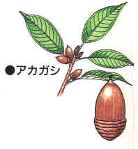 どんぐりってなんだろう？