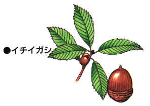 どんぐりってなんだろう？