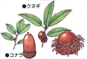 どんぐりってなんだろう？