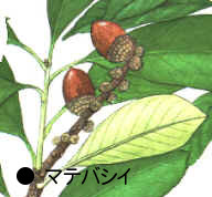 どんぐりってなんだろう？