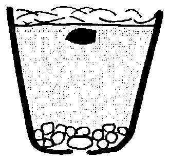 どんぐりを育てて木にしよう