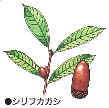 どんぐりってなんだろう？