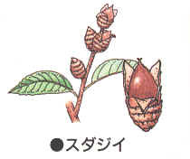 どんぐりってなんだろう？