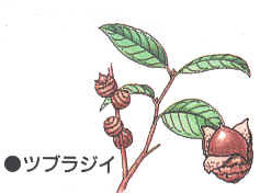 どんぐりってなんだろう？