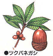 どんぐりってなんだろう？